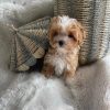 Cheap Teacup Maltipoo Puppies for sale