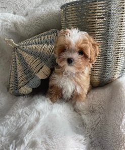 Cheap Teacup Maltipoo Puppies for sale