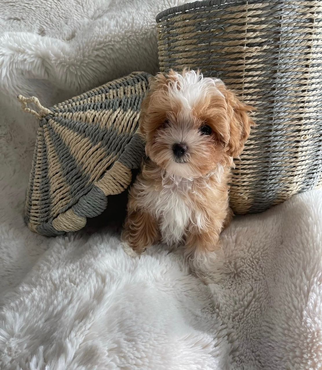 Cheap Teacup Maltipoo Puppies for sale