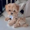 Cheap Maltipoo Puppies for sale Near me