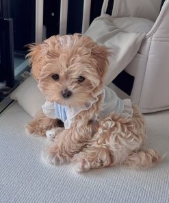Cheap Maltipoo Puppies for sale Near me