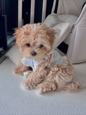 Cheap Maltipoo Puppies for sale Near me