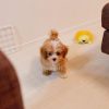 Maltipoo Puppies for Sale Near Me