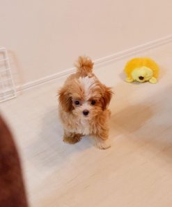 Maltipoo Puppies for Sale Near Me