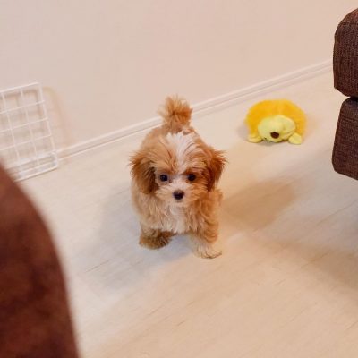 Maltipoo Puppies for Sale Near Me
