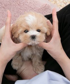 Apricot Maltipoo Puppies for Sale