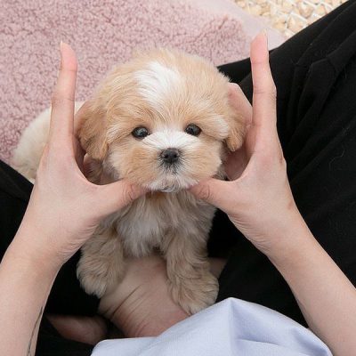 Apricot Maltipoo Puppies for Sale