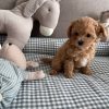 Cheap Maltipoo Puppies for Sale