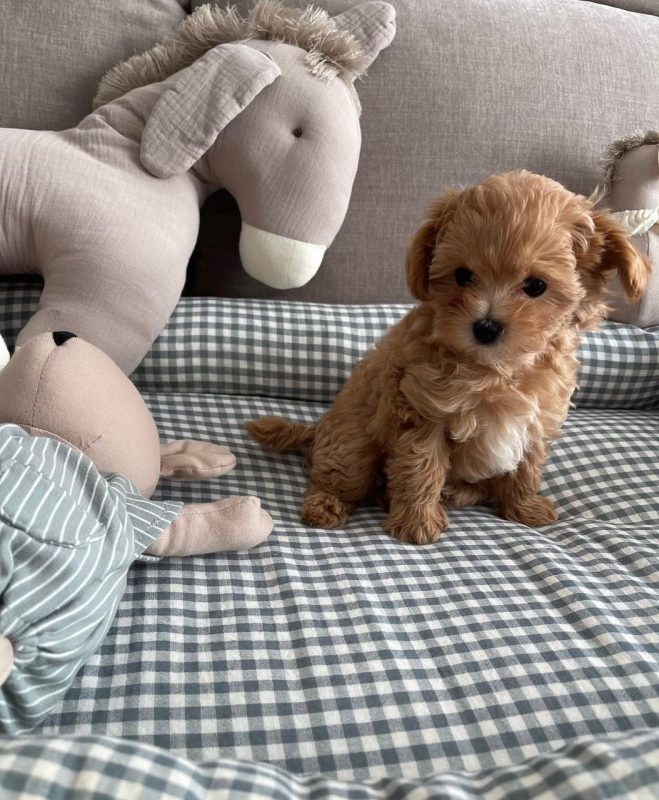 Cheap Maltipoo Puppies for Sale
