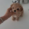 Mini Maltipoo Puppies for Sale