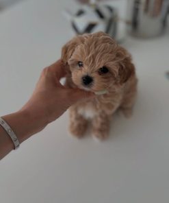 Mini Maltipoo Puppies for Sale