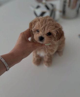 Mini Maltipoo Puppies for Sale