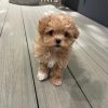 Teacup Maltipoo Puppies for Sale