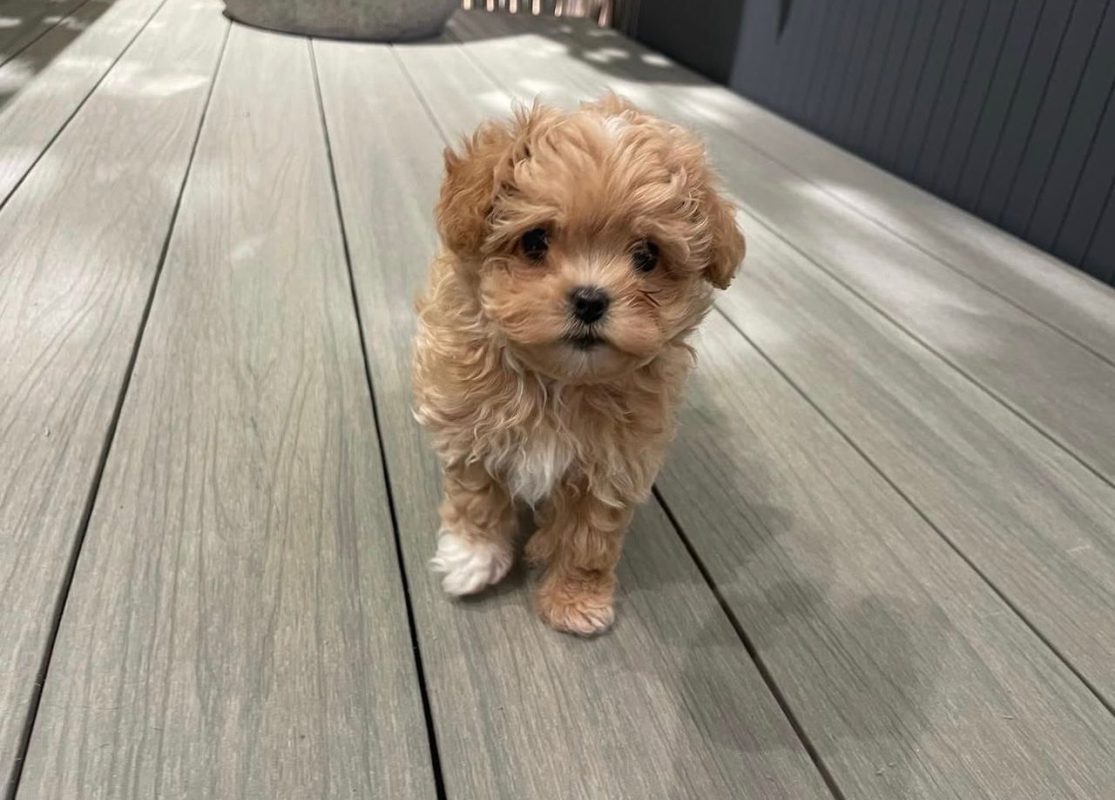 Teacup Maltipoo Puppies for Sale