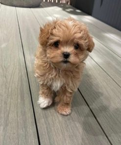 Teacup Maltipoo Puppies for Sale