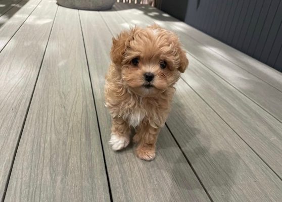 Teacup Maltipoo Puppies for Sale