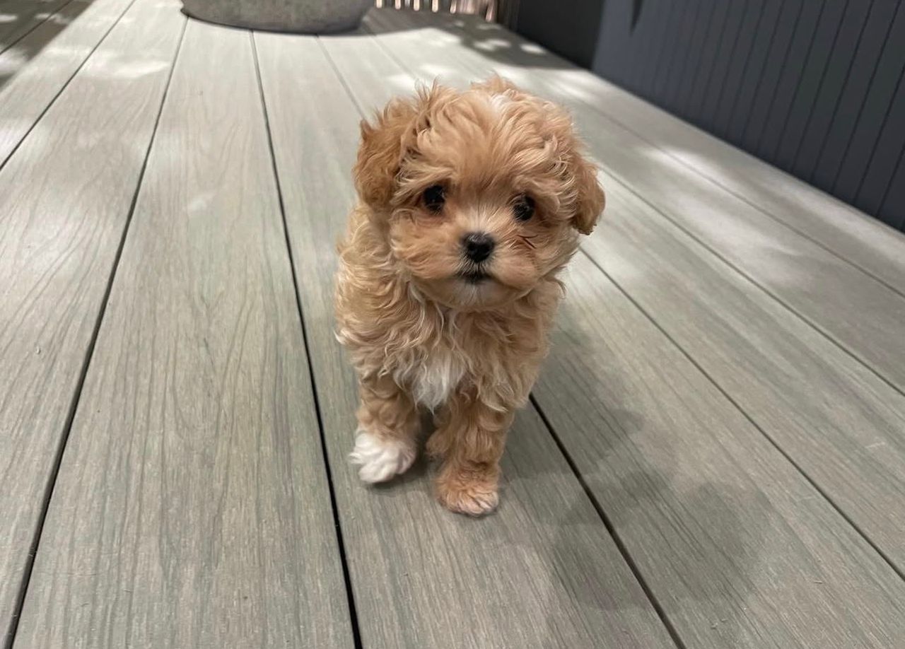 Teacup Maltipoo Puppies for Sale