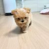 Toy Maltipoo puppies for sale