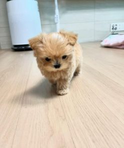 Toy Maltipoo puppies for sale