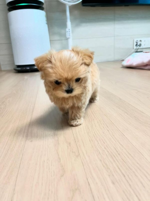 Toy Maltipoo puppies for sale