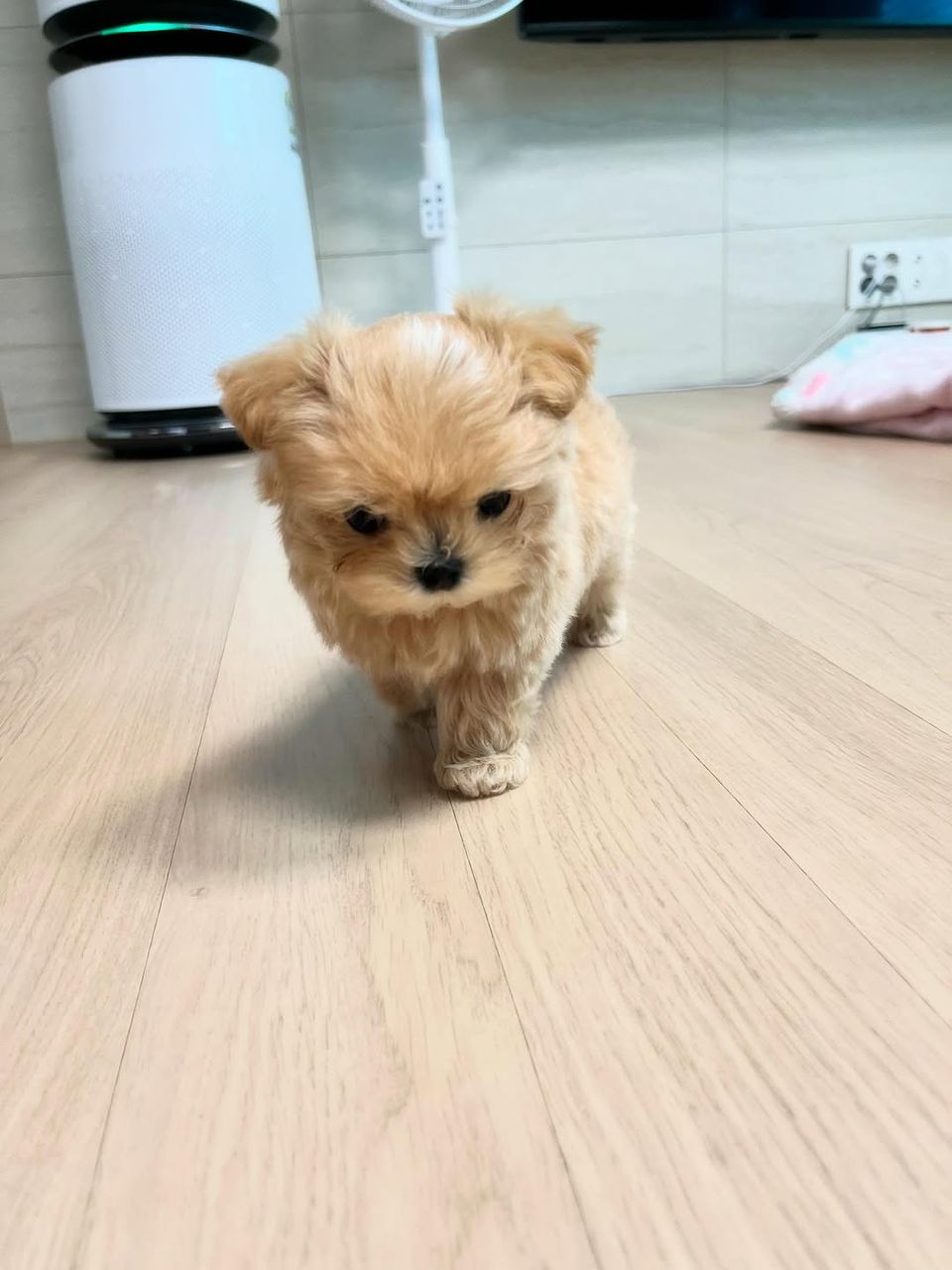 Toy Maltipoo puppies for sale