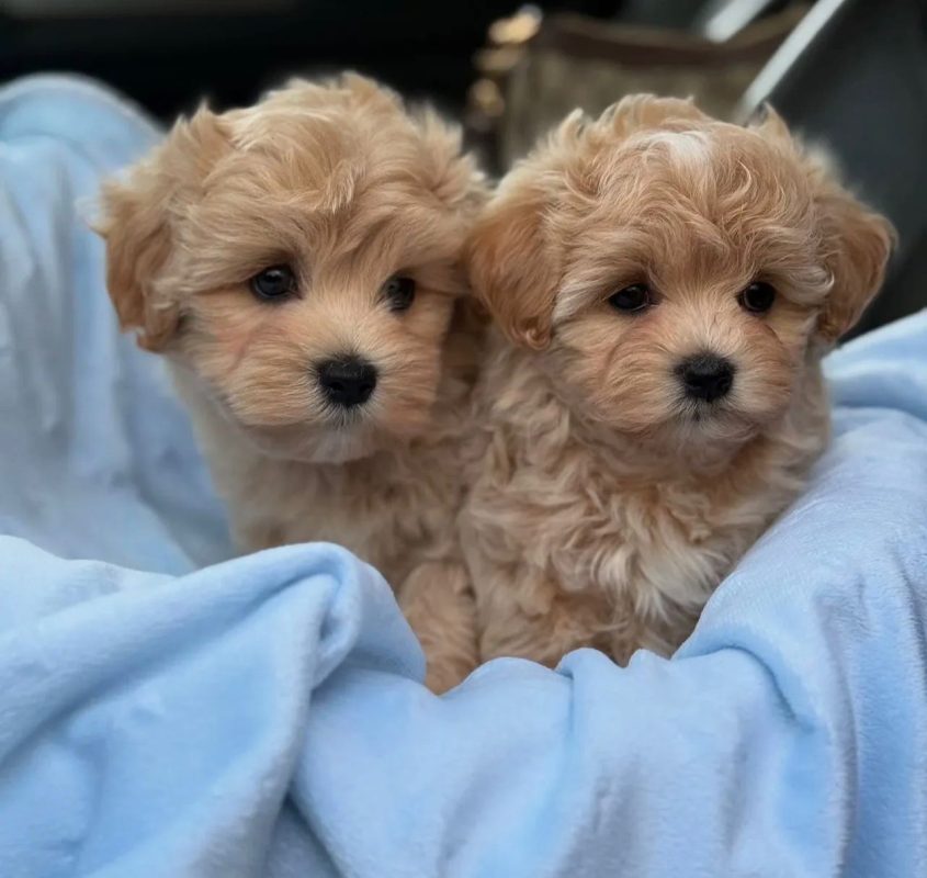 Maltipoo Puppies for Sale Online