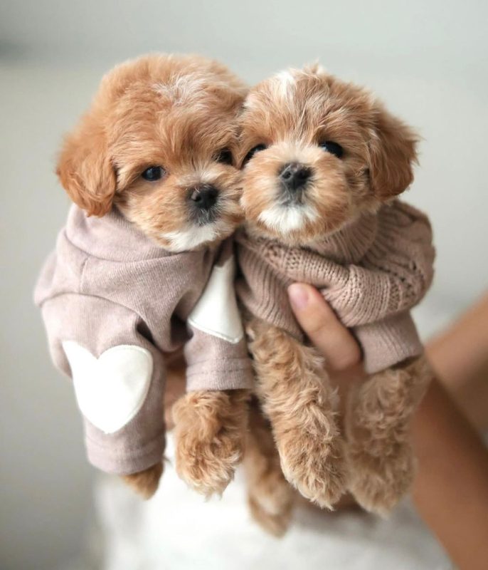 Maltipoo Puppies for Sale Online