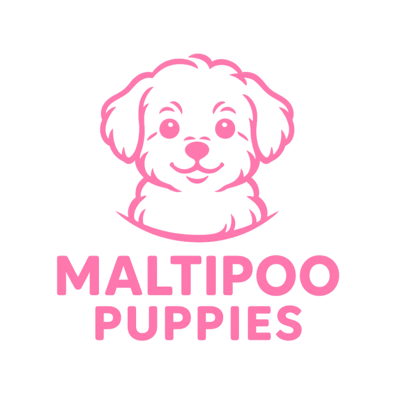 Maltipoo puppies Available